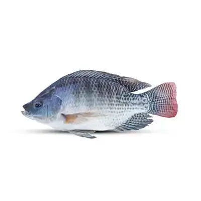 Fresh Local Tilapia Fish | তাজা দেশি তেলাপিয়া মাছ (1kg)