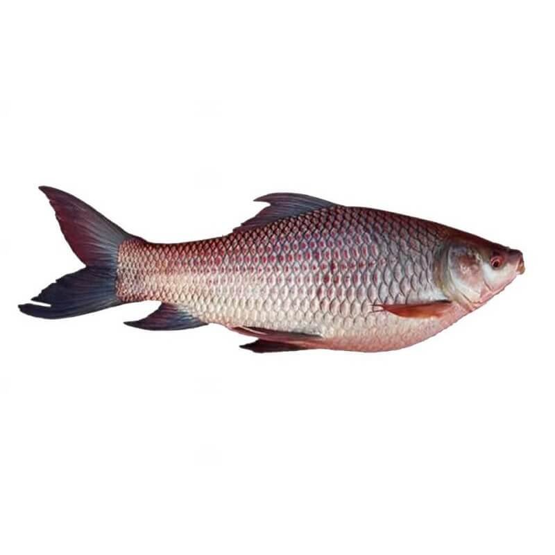 Fresh Local Rui Fish | তাজা দেশি রুই মাছ (1kg)